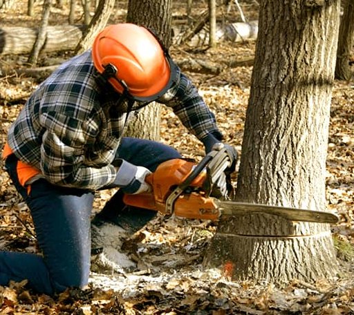 Tree Removal in Conroe, TX